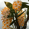 Dendrobium densiflorum